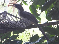 Ocyceros gingalensis