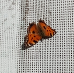 Nymphalis xanthomelas