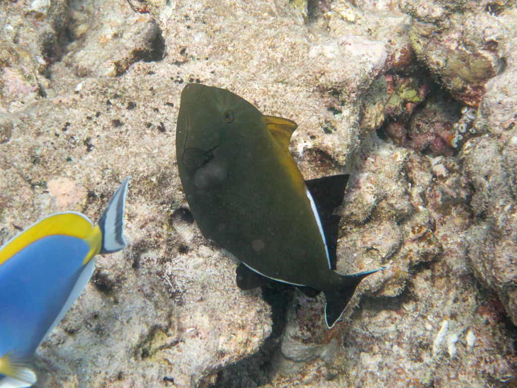 Indian Triggerfish