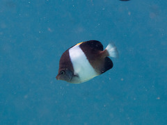 Hemitaurichthys zoster