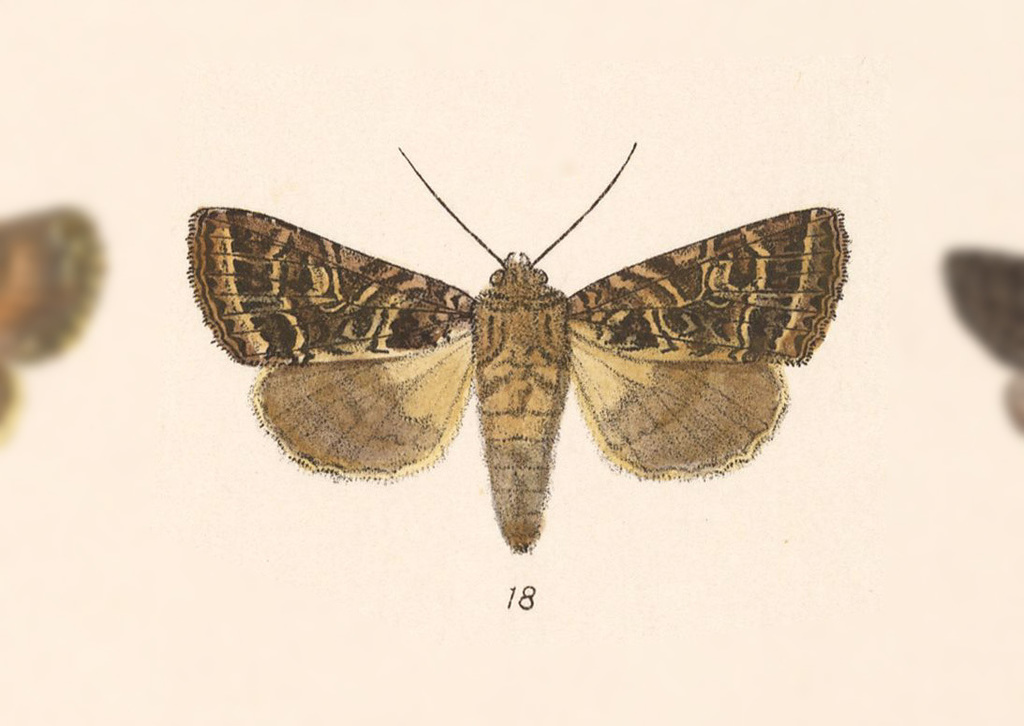 Heterochroma lineata