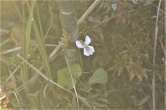 Viola macloskeyi