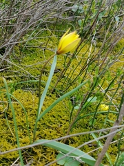 Tulipa sylvestris biebersteiniana