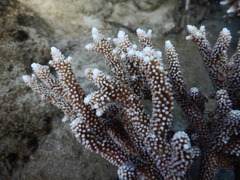Acropora microphthalma