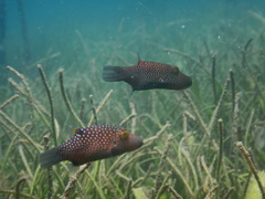 Canthigaster