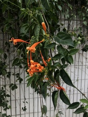 Pyrostegia venusta
