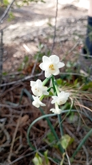 Narcissus dubius