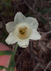 Narcissus dubius