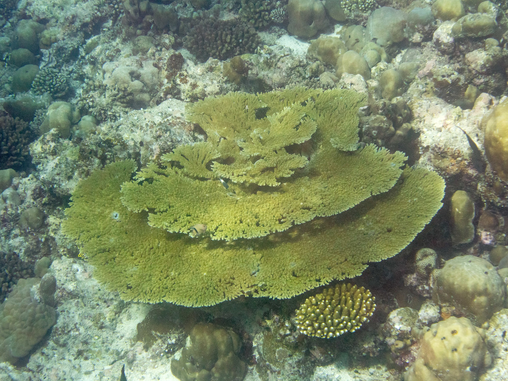 plate coral