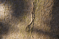 Zimmermannia liebwerdella