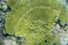 Acropora clathrata