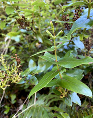 Gaultheria oppositifolia