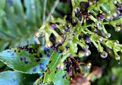 Gaultheria oppositifolia