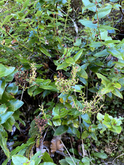 Gaultheria oppositifolia