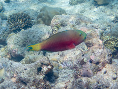 Chlorurus strongylocephalus