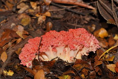 Ramaria botrytoides