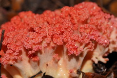 Ramaria botrytoides
