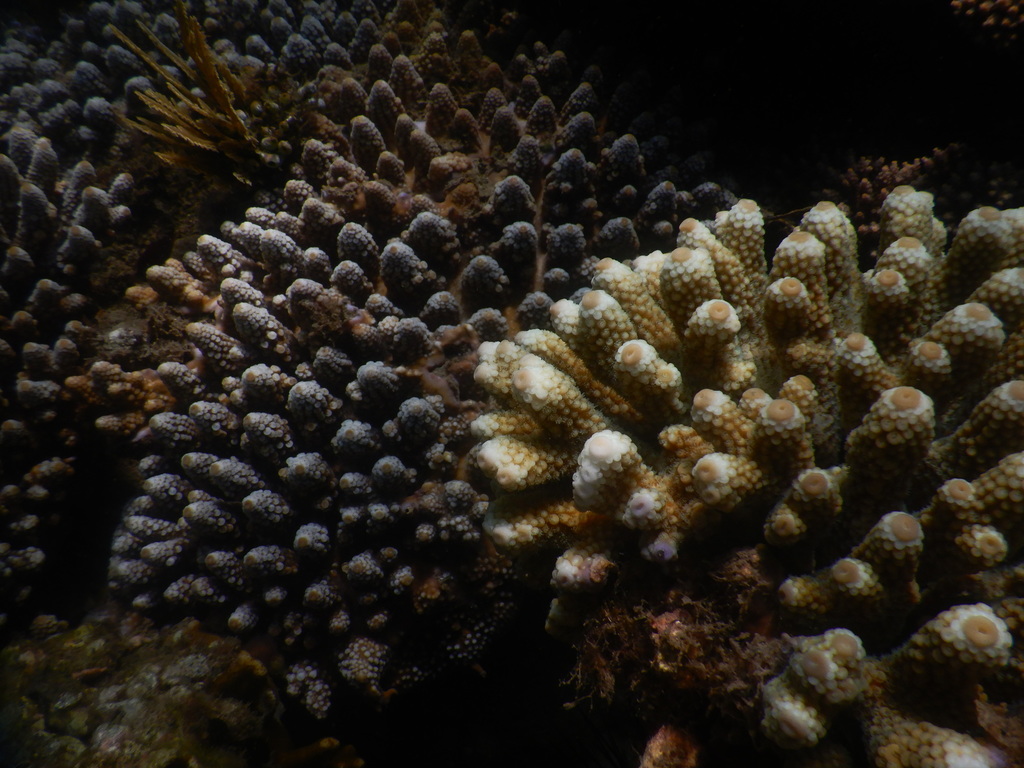 Finger Coral