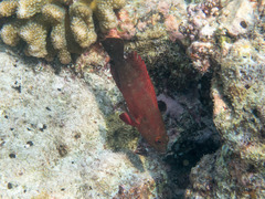 Cephalopholis nigripinnis