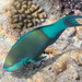 Sixband Parrotfish - Photo (c) Emanuele Santarelli, some rights reserved (CC BY-SA), uploaded by Emanuele Santarelli