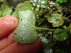 Ranunculus membranifolius