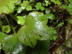 Ranunculus membranifolius