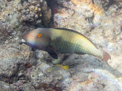 Cetoscarus ocellatus