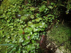 Ranunculus membranifolius