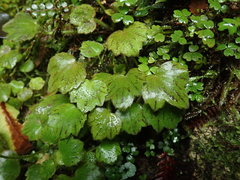 Ranunculus membranifolius