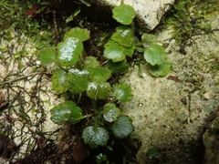Ranunculus membranifolius