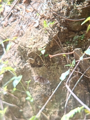 Euploea crameri bremeri