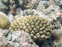 Acropora monticulosa