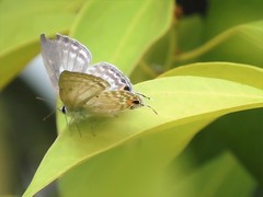 Catochrysops panormus exiguus