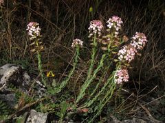 Aethionema saxatile ovalifolium