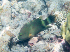 Cheilinus trilobatus