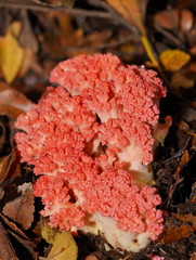 Ramaria botrytoides
