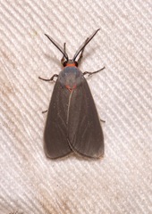 Pygarctia murina