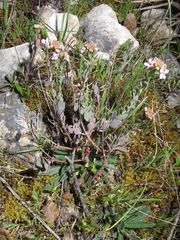 Aethionema saxatile ovalifolium