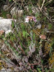 Aethionema saxatile ovalifolium