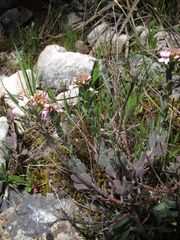 Aethionema saxatile ovalifolium