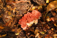 Ramaria botrytoides