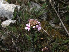 Aethionema saxatile ovalifolium