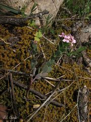 Aethionema saxatile ovalifolium