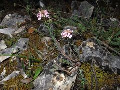 Aethionema saxatile ovalifolium