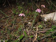 Aethionema saxatile ovalifolium