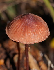 Mycena kuurkacea