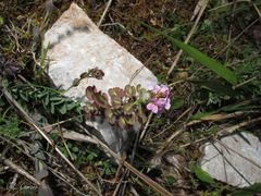 Aethionema saxatile ovalifolium