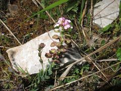 Aethionema saxatile ovalifolium