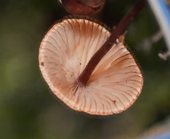 Mycena kuurkacea