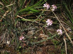 Aethionema saxatile ovalifolium